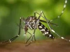 Hiểm họa muỗi vằn và bệnh sốt xuất huyết.