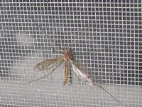 Lưới chống muỗi 03
